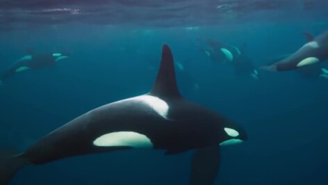 Orcas: The Apex Predators of the Sea