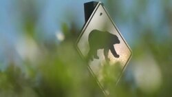 CLEAN : Receding ice leaves Canada's polar bears at rising risk News Clip