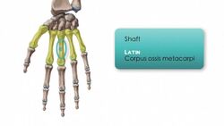Metakarpalknochen Instructional Video