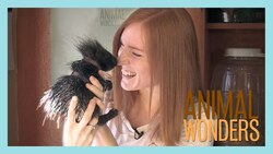 Baby Porcupine Has A Name! Instructional Video