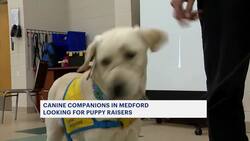 Canine Companions in Medford seeks volunteer to help train puppies News Clip