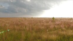 Everglades National Park - Muhly-Sawgrass Prairie Instructional Video