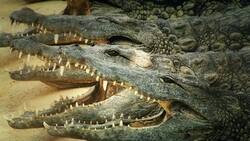 Crocodilians: Adaptations, Behavior, and Reproduction Instructional Video