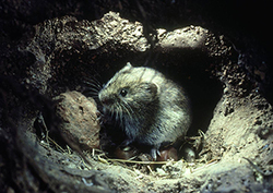 What every animal needs Instructional Video