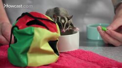 Do Sugar Gliders Make Good Pets? Instructional Video