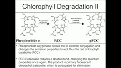 Chlorophyll Catabolism and Pheophytin Synthesis Instructional Video
