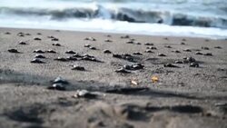 CLEAN : Guatemala: turtle hatchlings released into sea News Clip