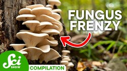 Surprising Uses for Fungi You May Not Know Instructional Video