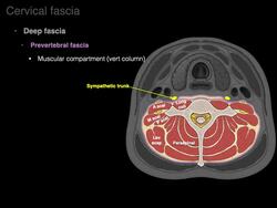 Cervical fascia Instructional Video
