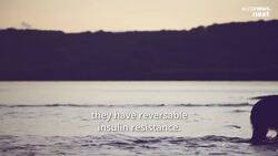 Fat, inactive yet healthy: Could hibernating bears hold clues to treating diabetes in humans? News Clip