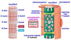 The Mechanism of Muscle Contraction: Sarcomeres, Action Potential, and the Neuromuscular Junction Instructional Video