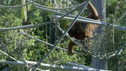 This Is Aisha! The Playful Orangutan With a Ton of Energy Instructional Video