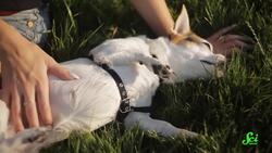 The Real Reason Dogs Kick When You Scratch Them Instructional Video