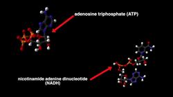 Cellular Respiration Instructional Video