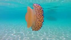 Jellyfish floating and swimming in Aegean sea in Greece Stock Footage