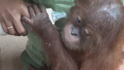 Indonesia arrests Russian for smuggling orangutan News Clip