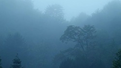 Fog Forest In The Evening Stock Footage