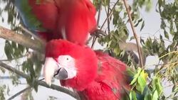 CLEAN : Macaws are rehabilitated after fires in Argentina News Clip