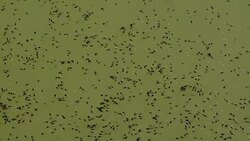 flock of tadpoles in the water of pond Stock Footage