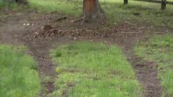 Deadly East Hampton crash highlights summer risks for teen drivers News Clip