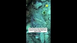 This Tiger’s Action Calls For Our Urgent Attention To Plastic Pollution News Clip