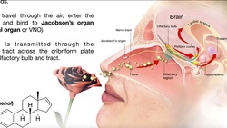 The Vomeronasal Organ, Pheromones, & Mating Behavior Instructional Video