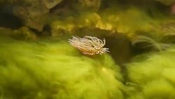 sea anemone in seaweed Stock Footage