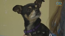 Eat, Drink, and Adopt at Fido's - World's First Dog Tap House! Instructional Video