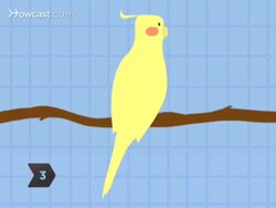 How to Train Your Bird to Talk Instructional Video