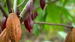 Cacao Tree (Theobroma cacao). Organic cocoa fruit pods in nature. Stock Footage