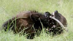 Why Bears Even Run From the Small, But Fierce, Wolverine Instructional Video