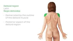 Regions of the back and buttocks Instructional Video