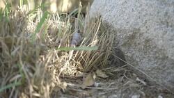 Why a 23-Year-Old Blue-Tongued Skink Named Floyd Needed a Helping Hand Instructional Video