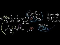 PEP Carboxykinase Instructional Video