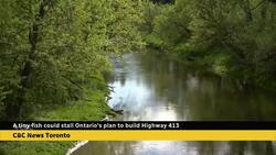 How a small silver fish could stall plans to build Hwy. 413 News Clip