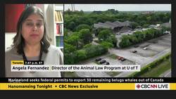 What could happen if Marineland's belugas are exported to another country? | Hanomansing Tonight News Clip