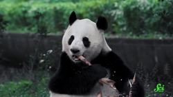 Not All Carnivores Eat Meat Instructional Video