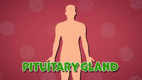 I WONDER - What Job Does The Pituitary Gland Do?