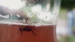 Trap for wasps - Stock Video Stock Footage