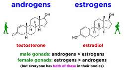 Hormones and Sexual Behavior Instructional Video