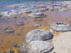 Prokaryotes: Video Review Instructional Video