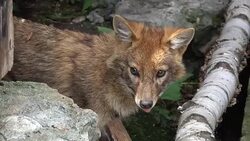 Closeup orange fox in national park Stock Footage