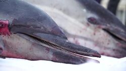 CLEAN : Sea Shepherd leaves dead dolphins outside French parliament News Clip