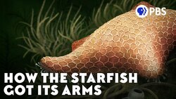 How the Starfish Got Its Arms Instructional Video