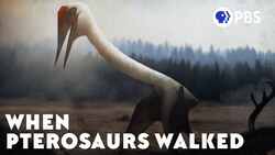 When Pterosaurs Walked Instructional Video