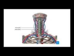 Rear Naked Choke | How Does It Work? Instructional Video
