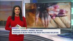 Wildfire rescue: Bear saved from smoke inhalation News Clip