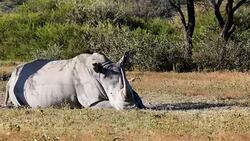 white rhinoceros in Botswana, Africa safari wildlife Stock Footage