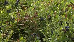 P.E.I. wild blueberry growers to vote again on a commodity marketing board after years of low prices News Clip