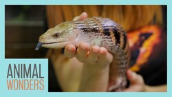 Blueberry Our Special Needs Skink Instructional Video